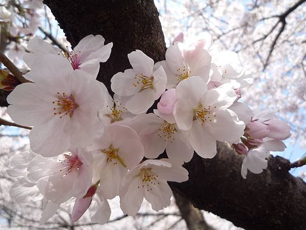 20110410  哲學之道&amp;白川 112.JPG