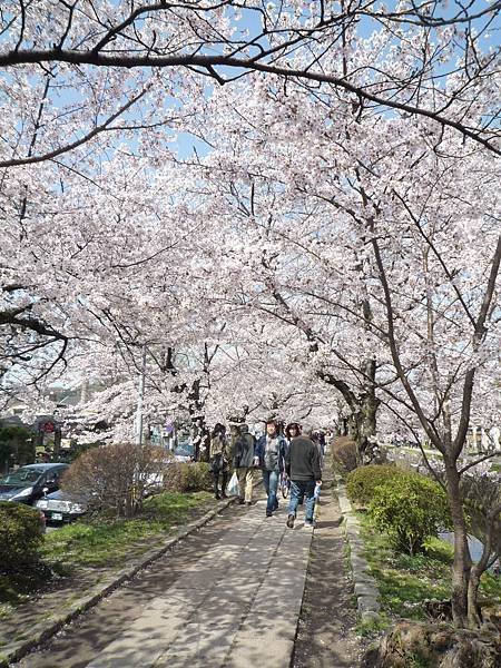 20110410  哲學之道&amp;白川 076.JPG
