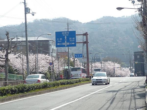 20110410  哲學之道&amp;白川 016.JPG