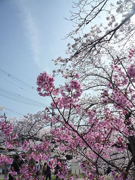 20110410  哲學之道&amp;白川 046.JPG