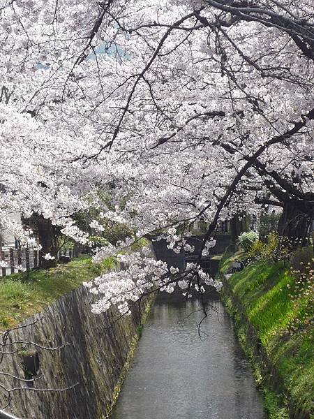 20110410  哲學之道&amp;白川 030.JPG