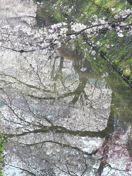 20110410  哲學之道&amp;白川 042.JPG