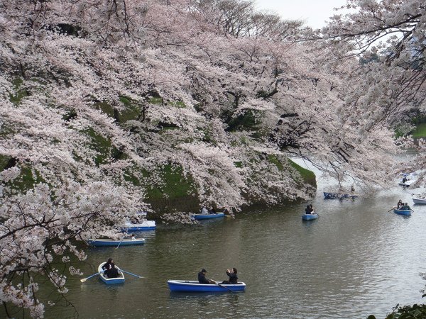 東京櫻花