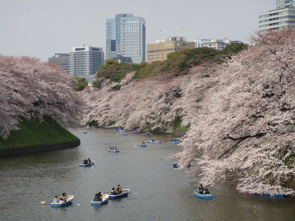 桜