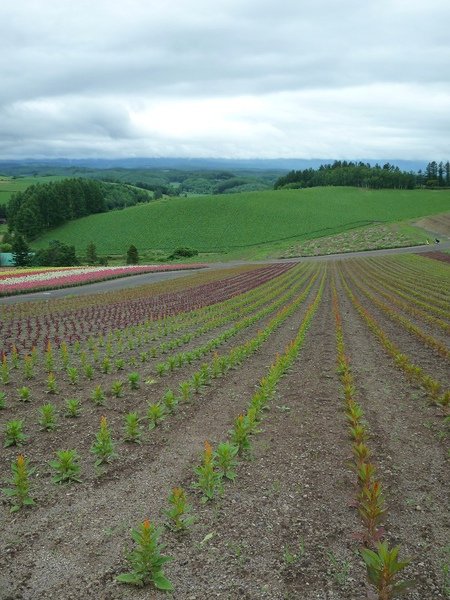 hokkaido 13.jpg