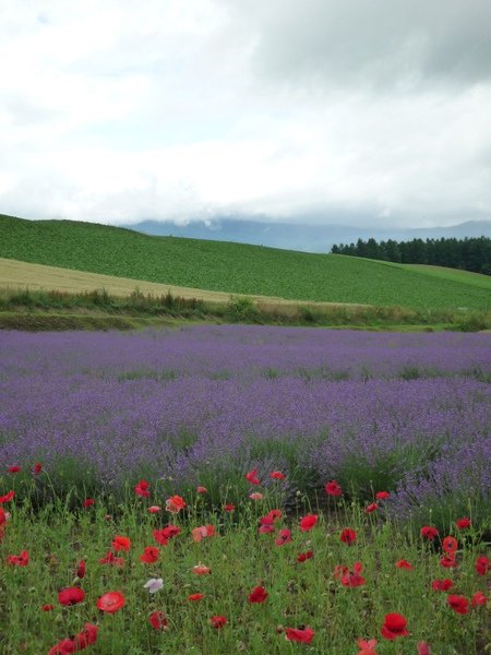 hokkaido 14.jpg