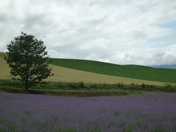 hokkaido 15.jpg