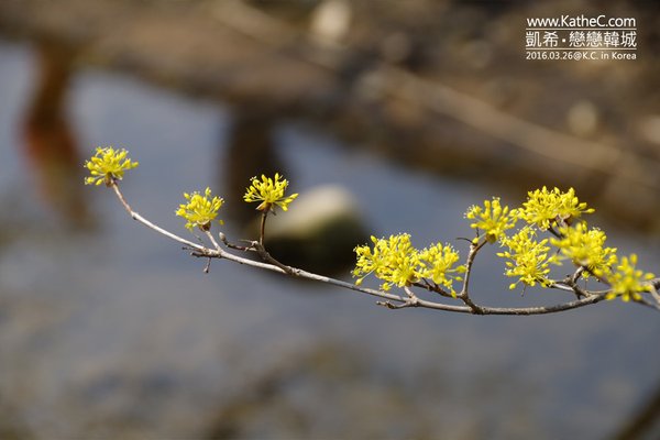 義城山茱萸