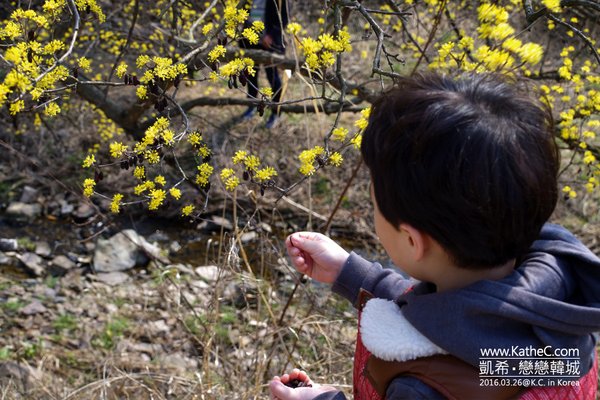 義城山茱萸花慶典