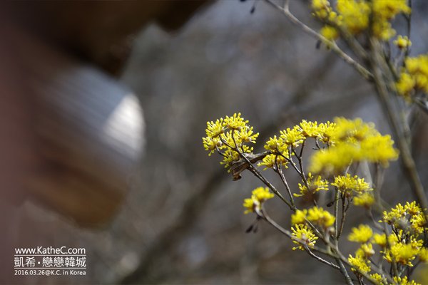 義城山茱萸