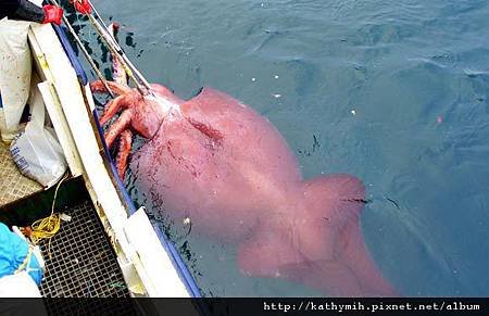 colossal squid