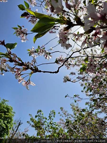 迷妹重返大阪--天滿橋駅 大阪造幣局桜の通り抜け ▷ 天滿橋