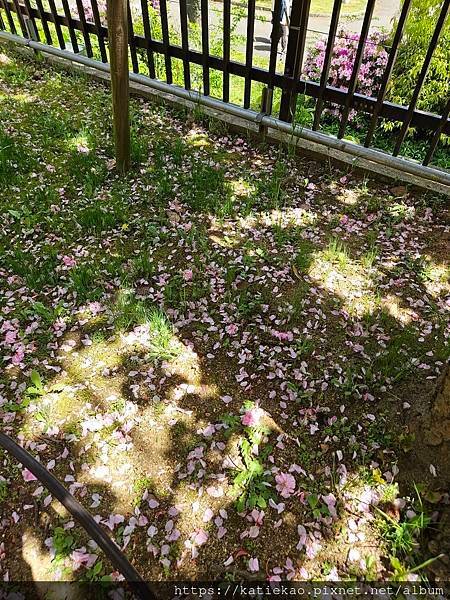 迷妹重返大阪--天滿橋駅 大阪造幣局桜の通り抜け ▷ 天滿橋