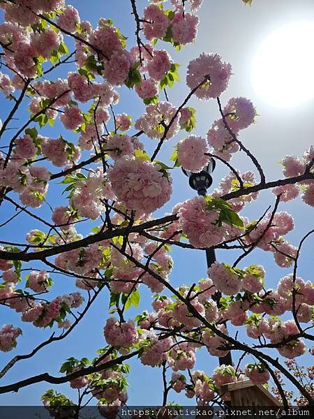 迷妹重返大阪--天滿橋駅 大阪造幣局桜の通り抜け ▷ 天滿橋