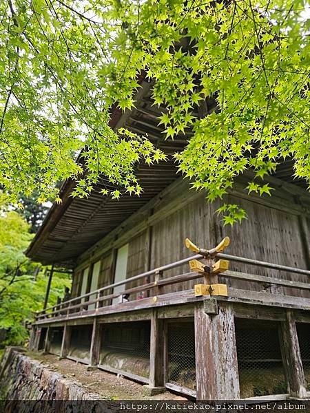 京阪親子遊--京都 三千院