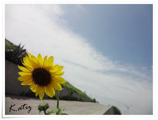 sunflower2