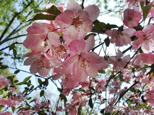 sakura-pink-1.jpg