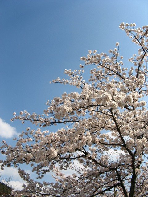 京都 094