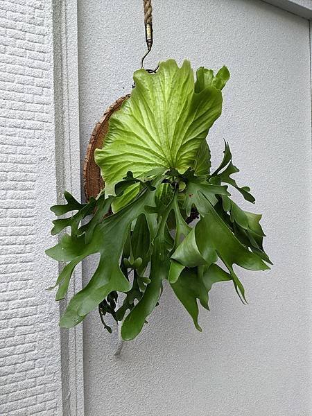 鹿角蕨秘境在這裡之2