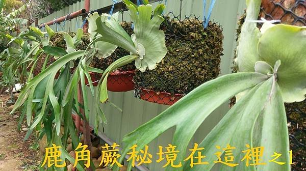 鹿角蕨秘境在這裡之1