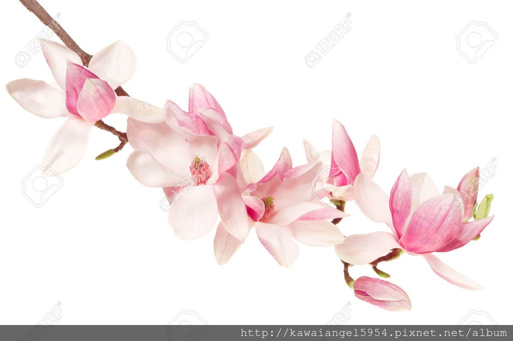 39336968-Magnolia-flower-spring-branch-on-white-Stock-Photo.jpg