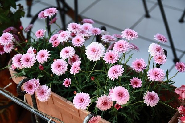 日本路邊花