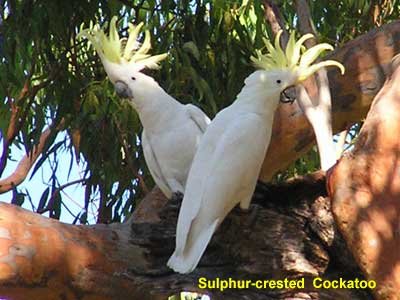 tb_sccockatoo_p1310438.jpg