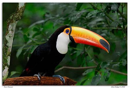 toco-toucan-0408.jpg