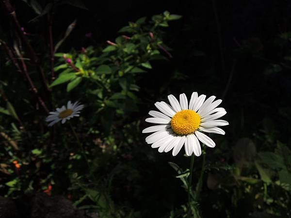 DSCN0877