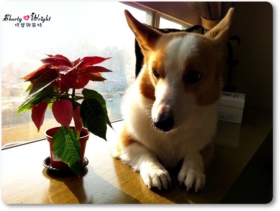 xmas 2