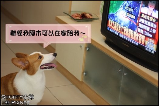 莫拉克 2.JPG