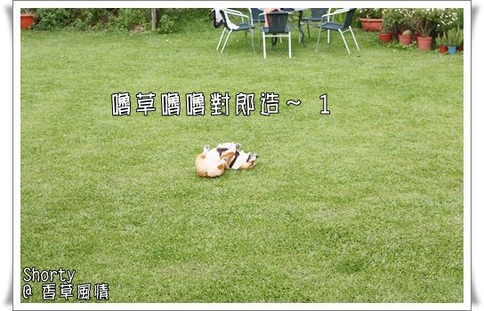 香草風情 30.JPG