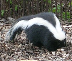 250px-Skunk.jpg