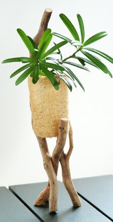 wood.jpg