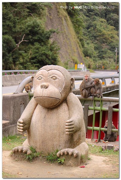 泰源幽谷登仙橋拍猴子