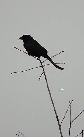 IMGP0125.jpg