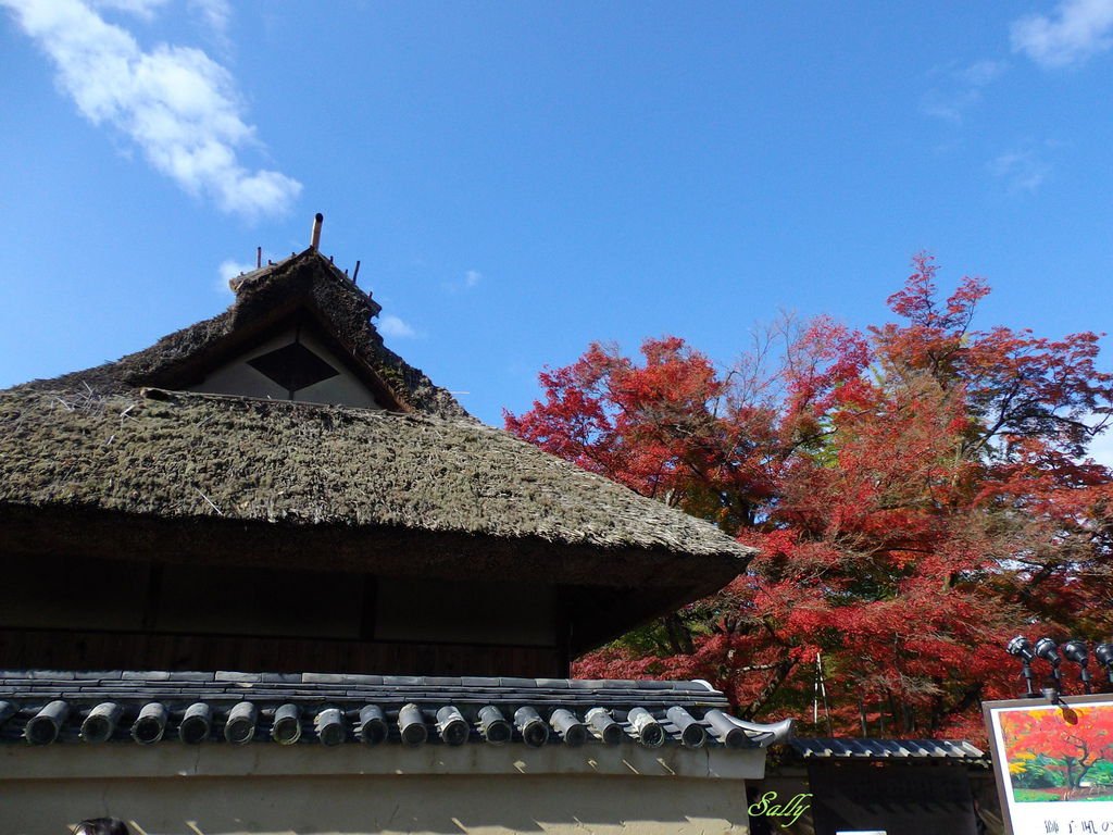 IMGP7306.jpg