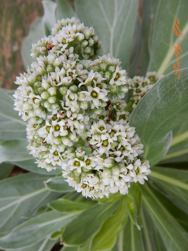 DSCN6089.jpg
