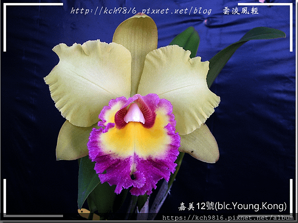 嘉美12號(blc.Young.Kong).png