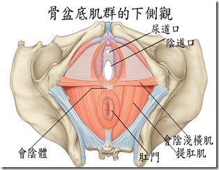 會陰底肌群