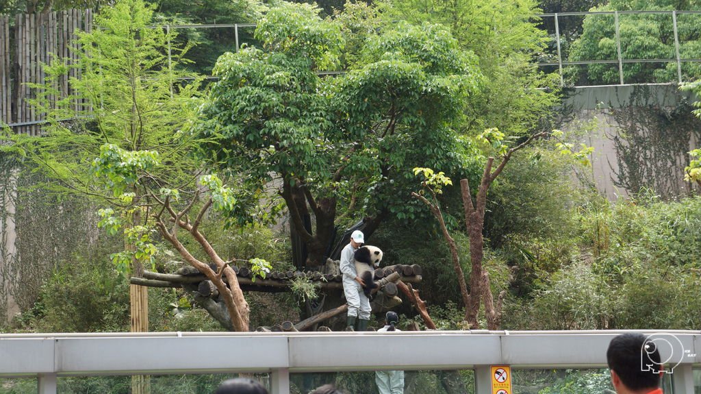 圓圓跟圓仔