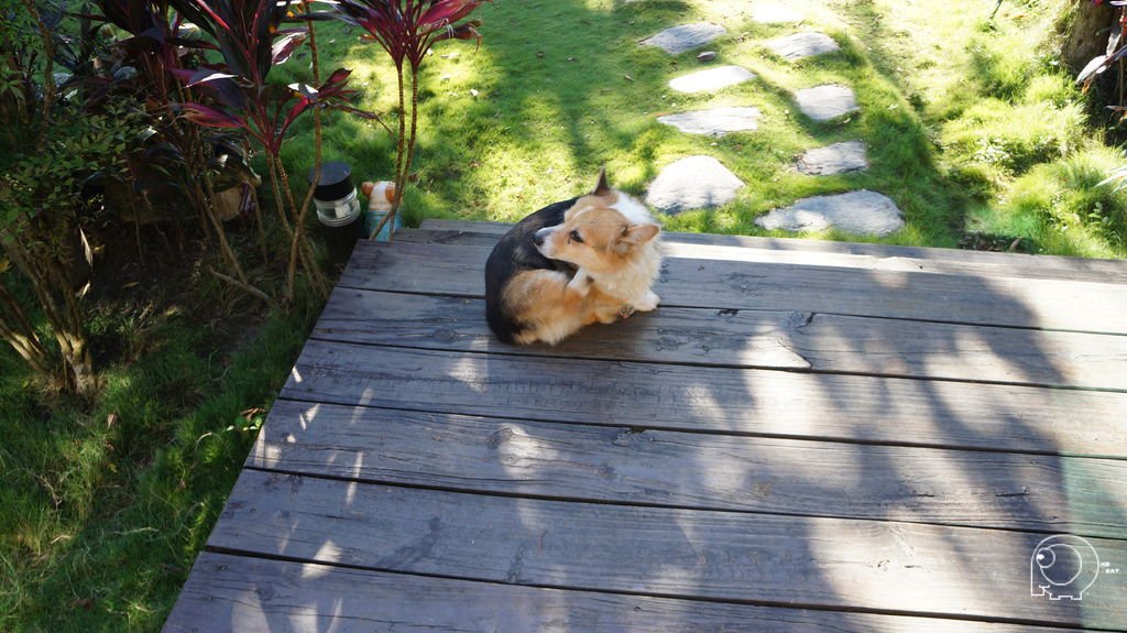 柯基犬