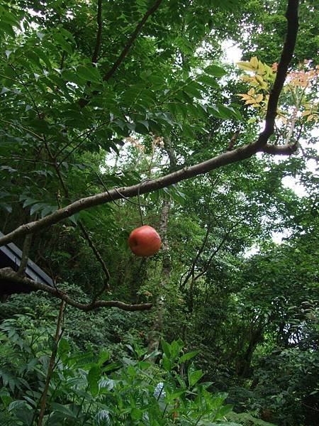 DSCF7421.JPG