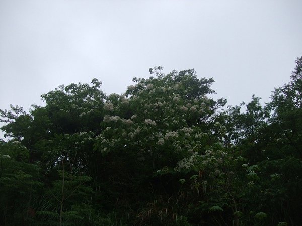 DSCF2842(001).jpg