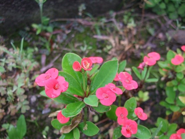 DSCF2942(001).jpg