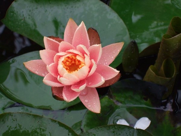 DSCF2965(001).jpg