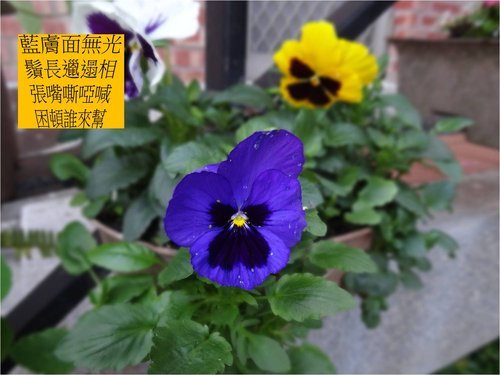 老友三色堇
