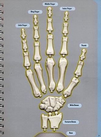 The Hand Book - Explore the handiest part of your body - Page 7