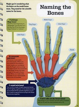 The Hand Book - Explore the handiest part of your body - Page 11