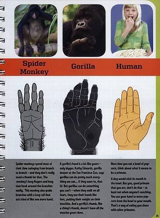 The Hand Book - Explore the handiest part of your body - Page 25